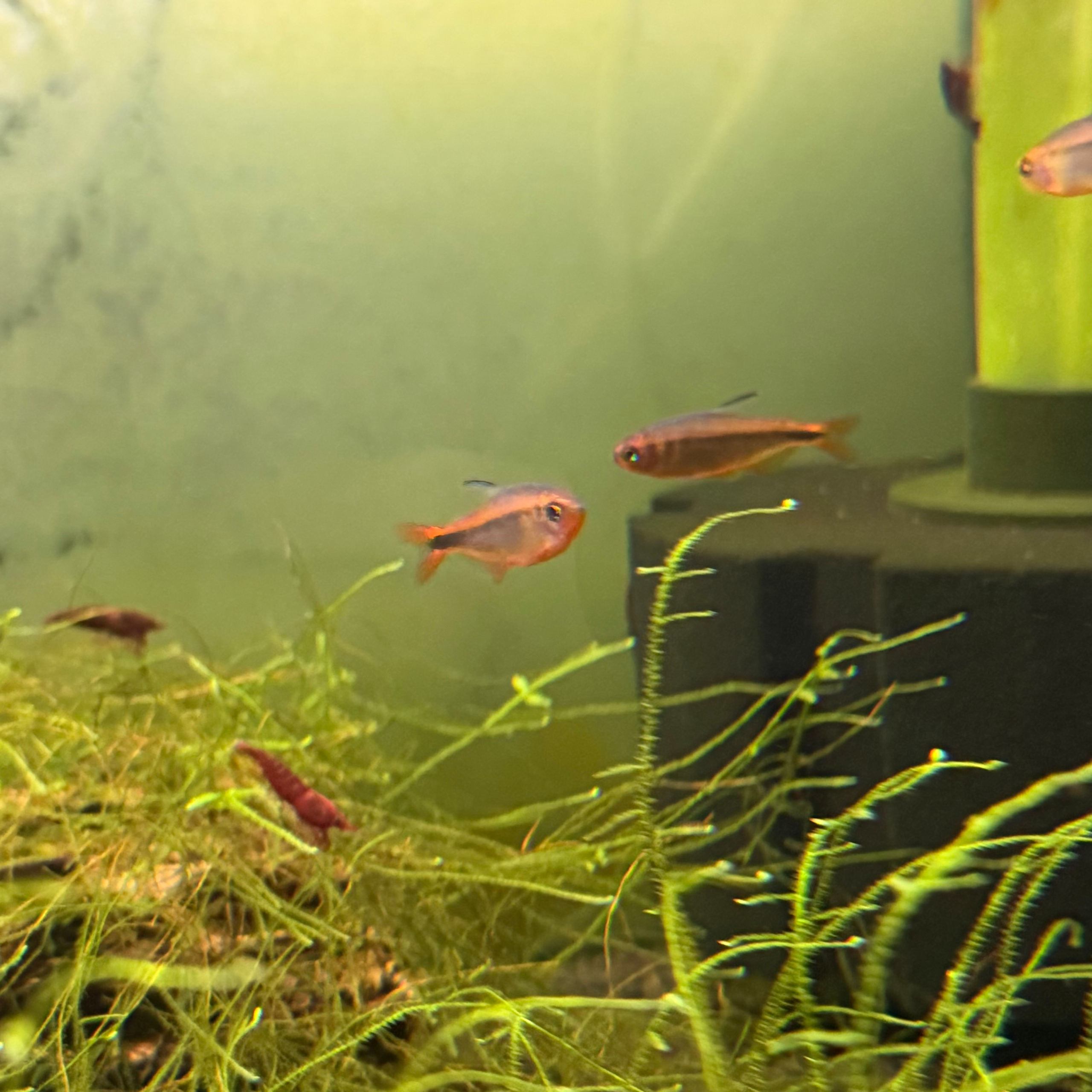 Fire Ant Tetra - Image 8