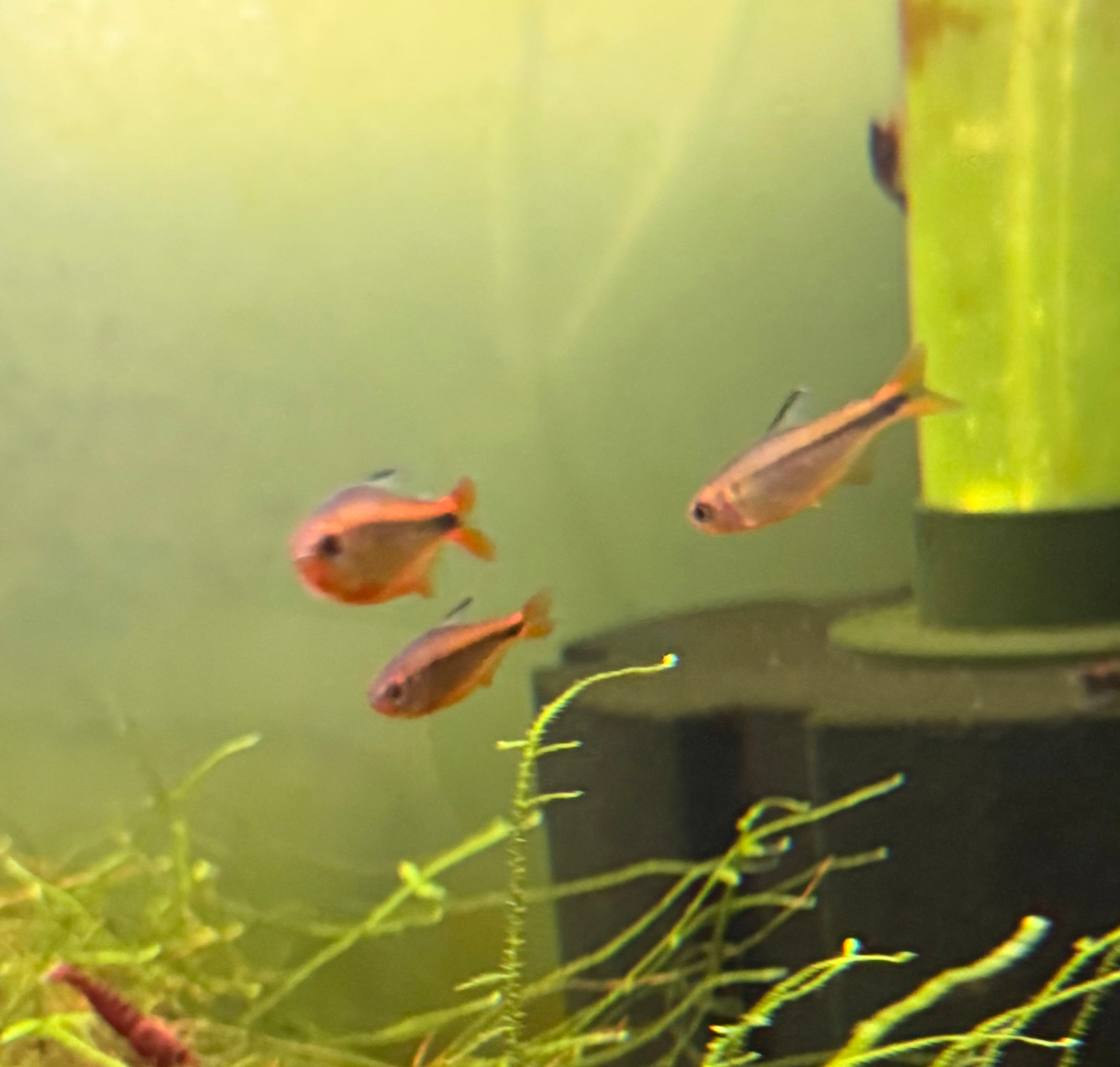 Fire Ant Tetra - Image 7