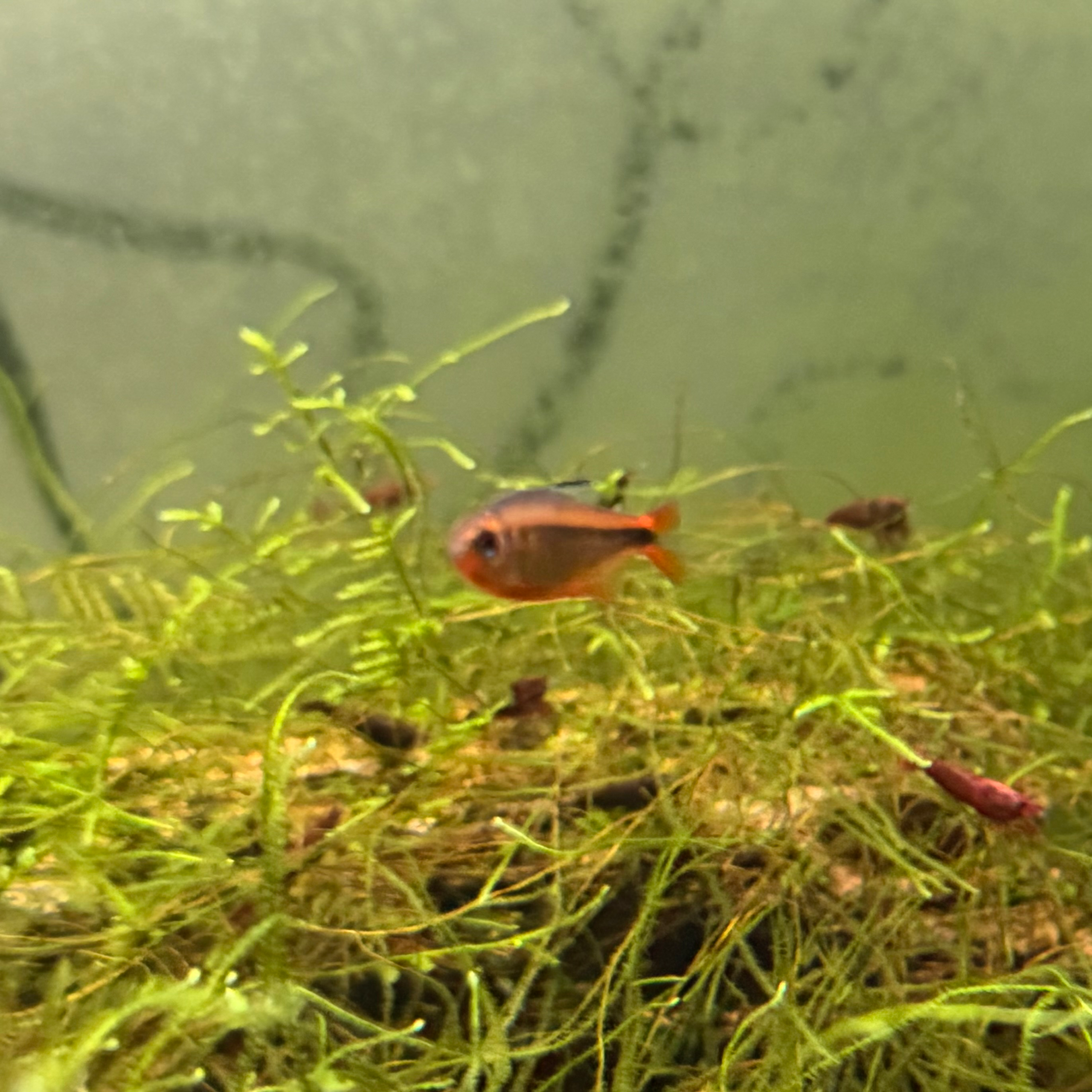 Fire Ant Tetra - Image 6