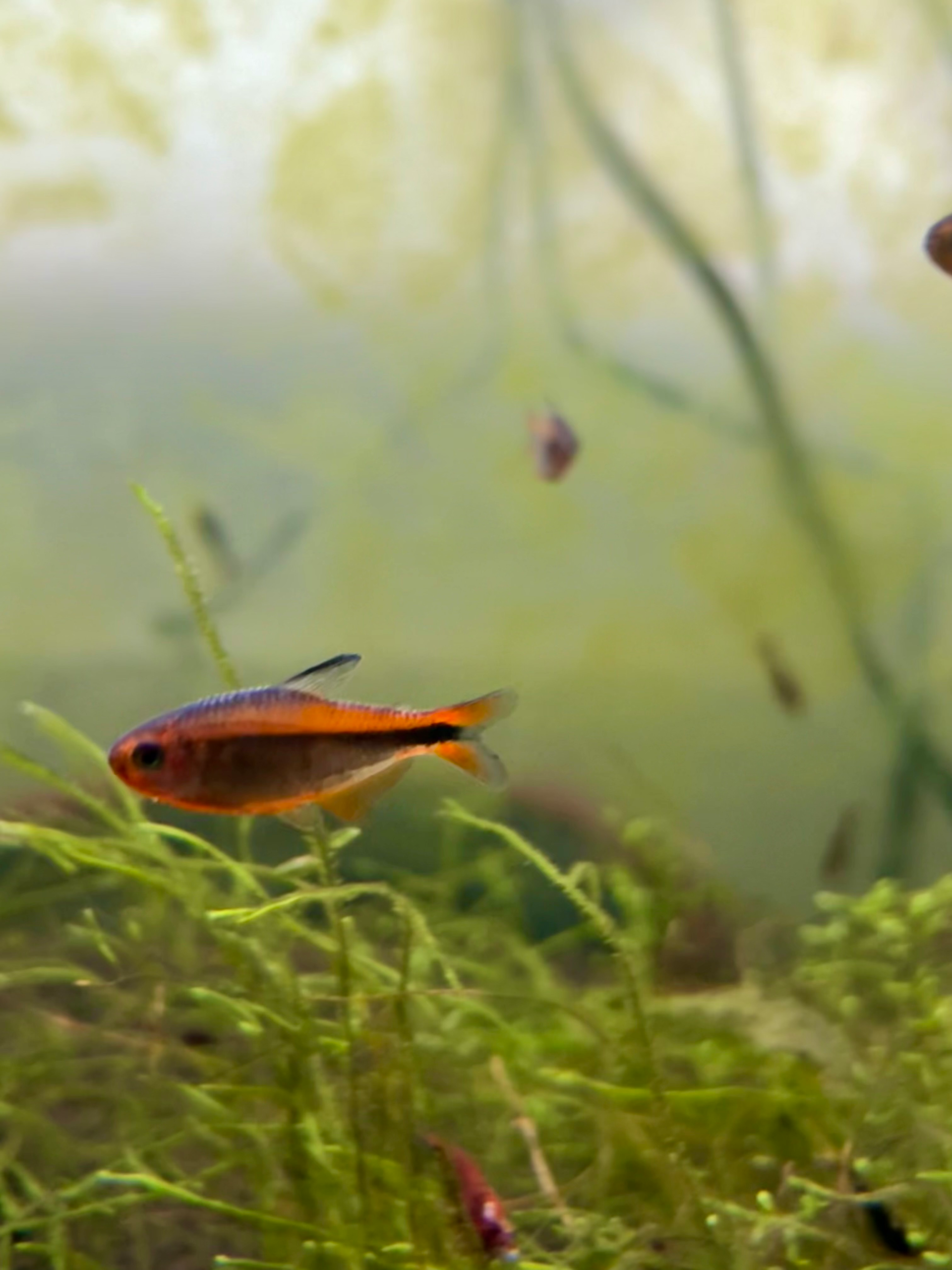 Fire Ant Tetra - Image 2