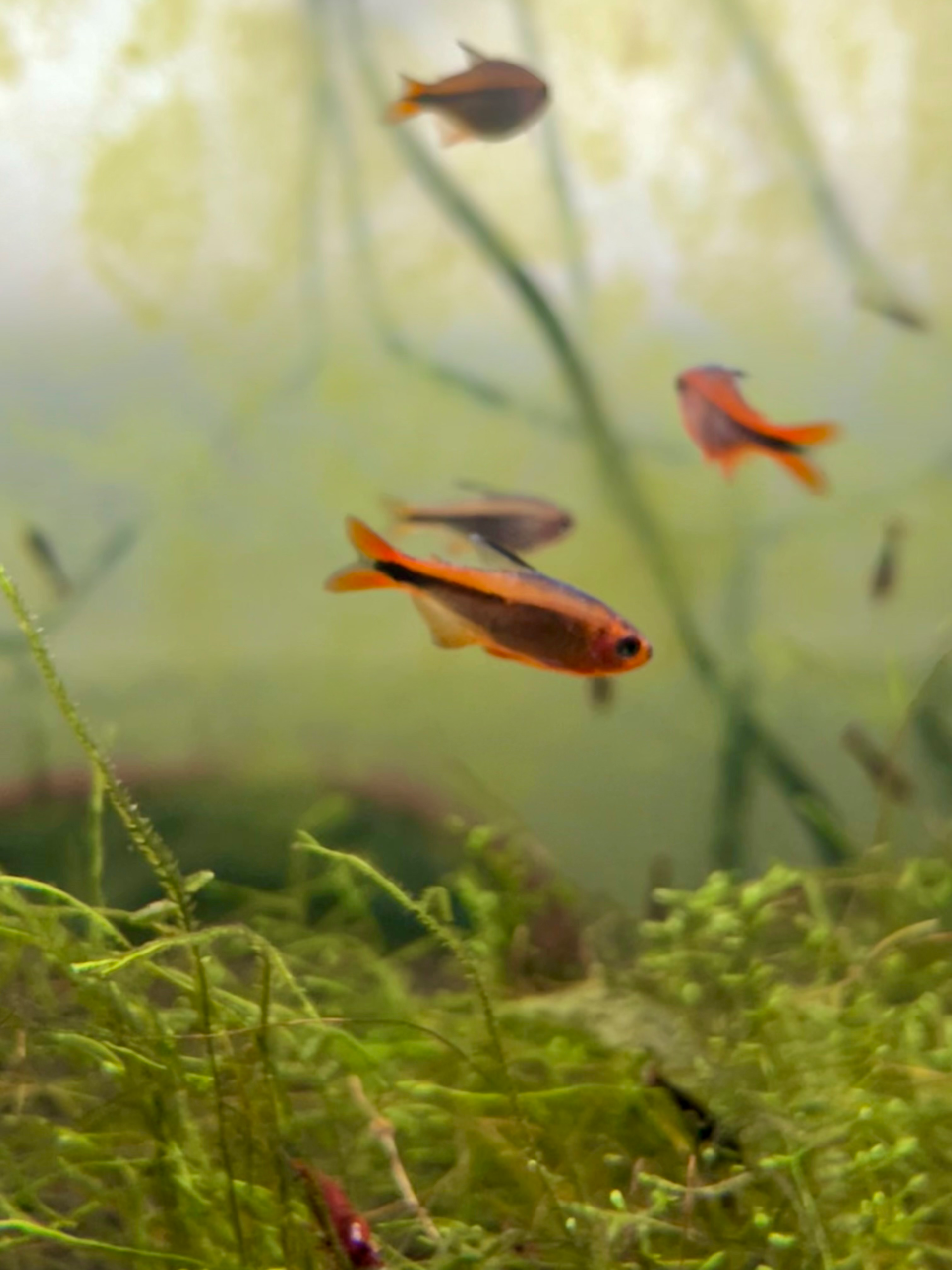 Fire Ant Tetra - Image 4