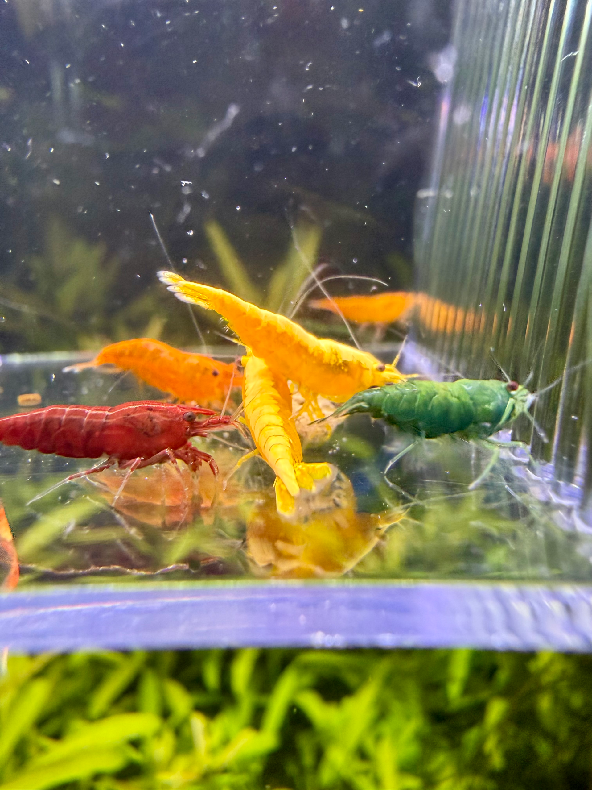 Mixed Color Neocaridina - Image 2