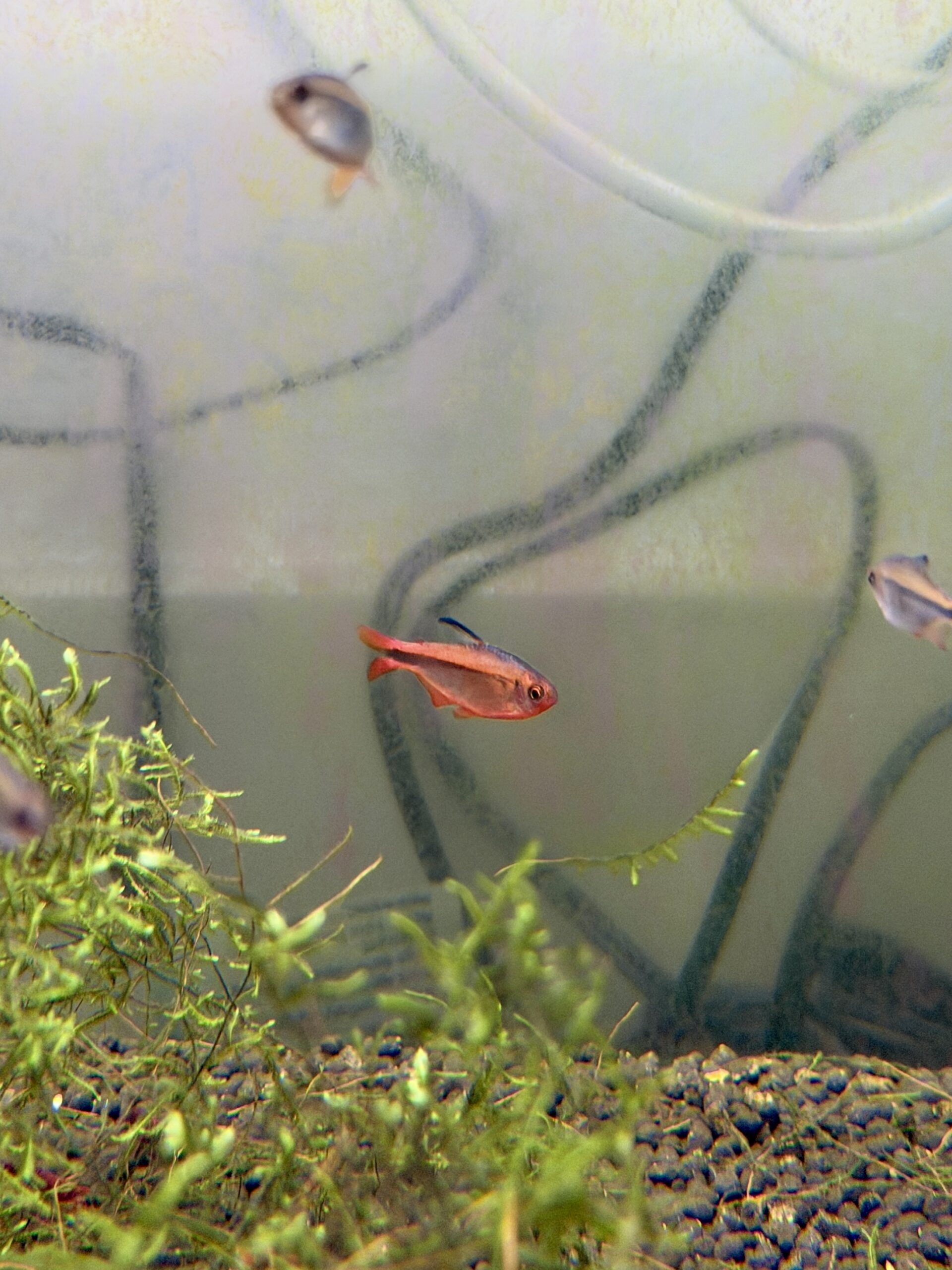 Fire Ant Tetra (Hyphessobrycon myrmex) nano fish, photo 10