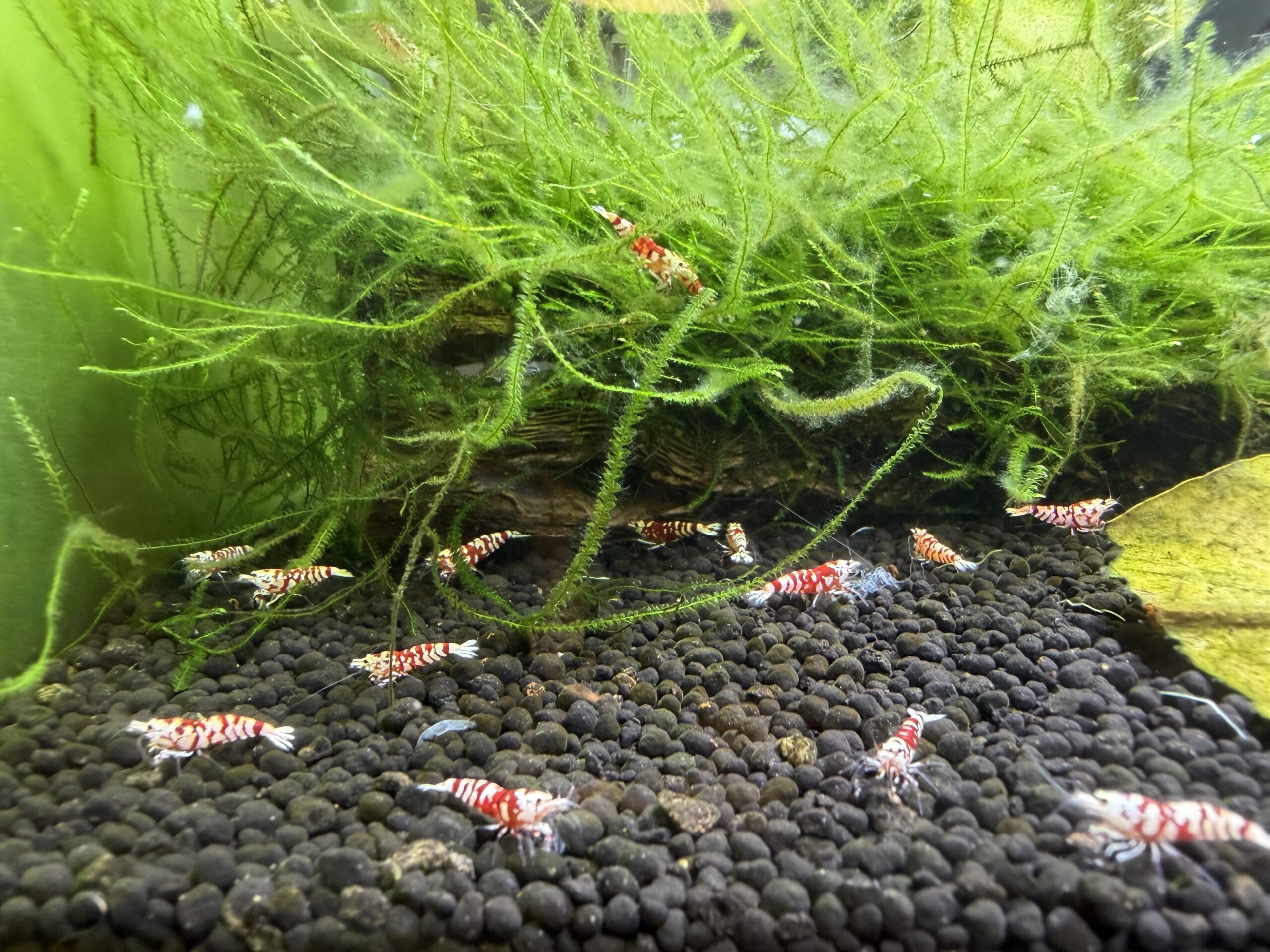 Red Fancy Tiger Caridina shrimp, photo 11