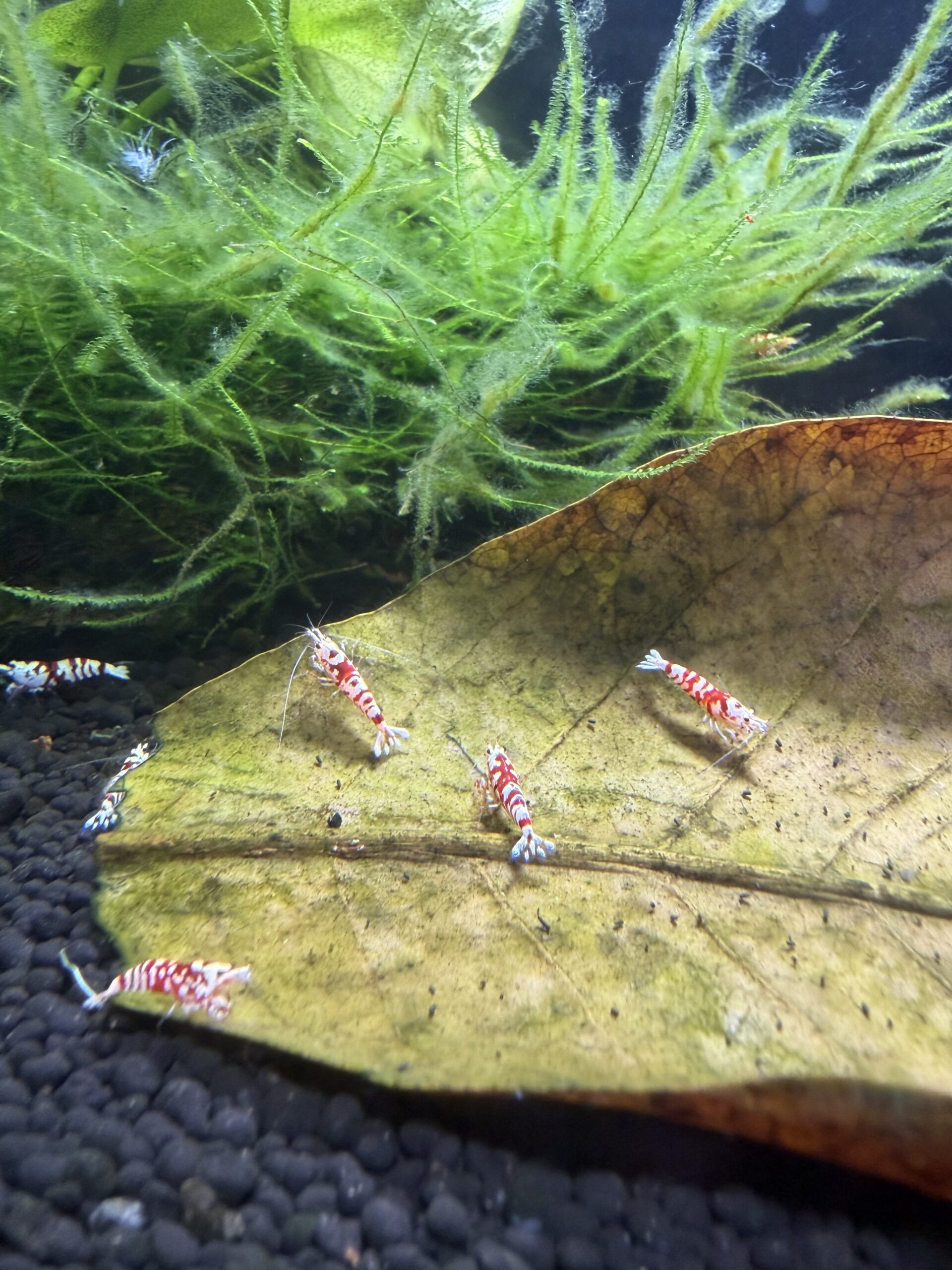 Red Fancy Tiger Caridina shrimp, photo 5