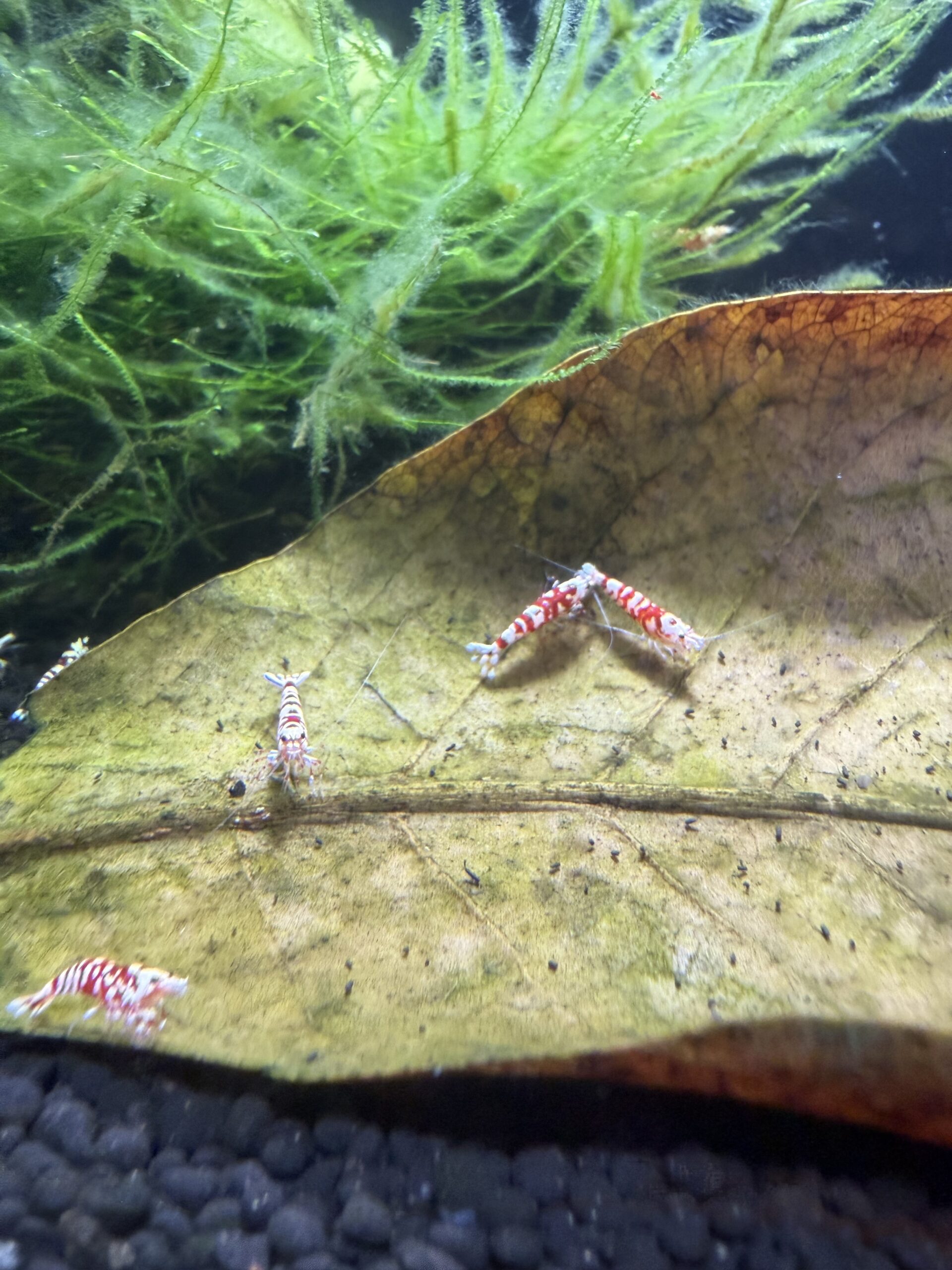 Red Fancy Tiger Caridina shrimp, photo 4