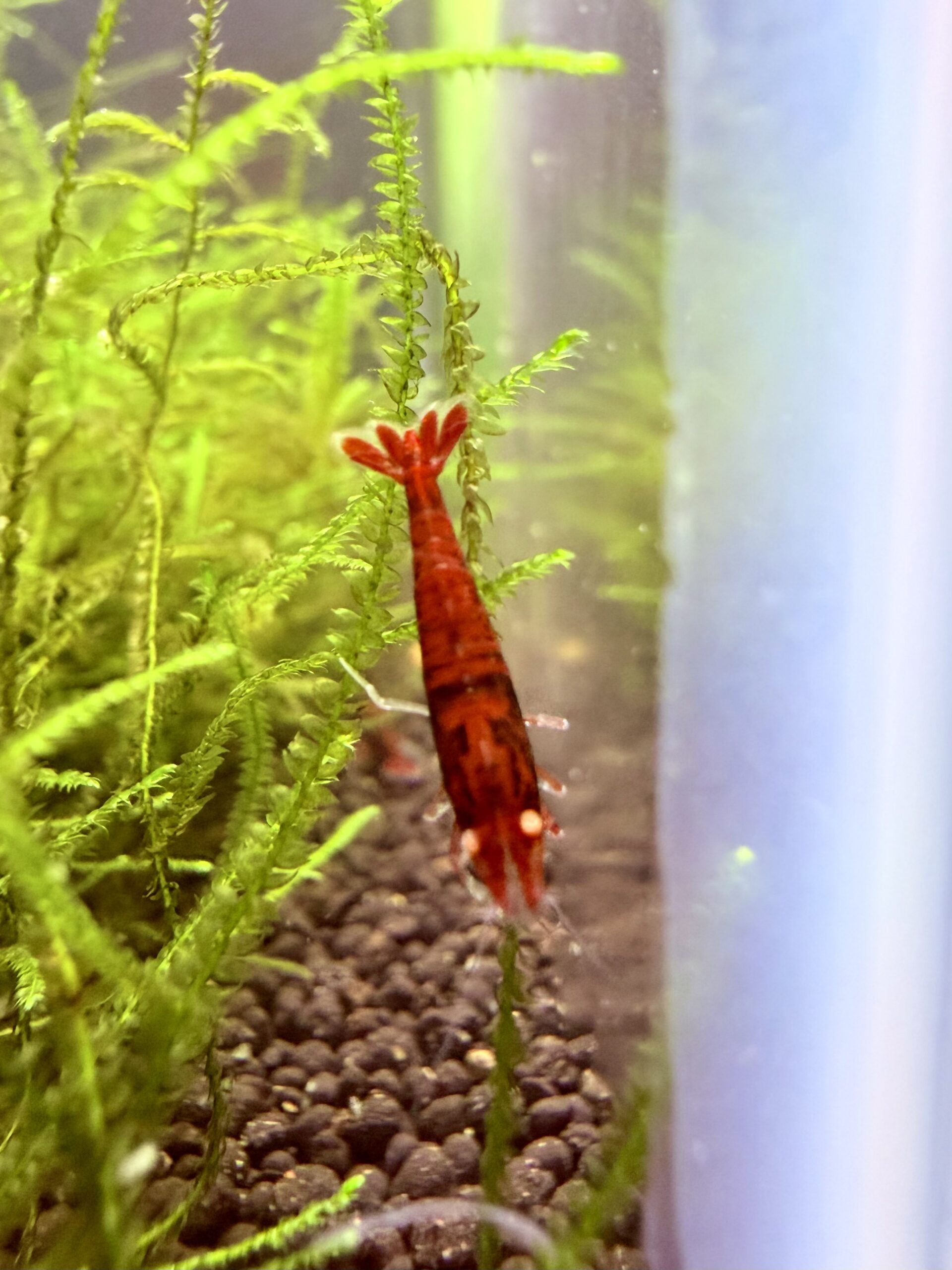 OE Red Devil (OE RKK Extreme) Caridina shrimp, photo 6