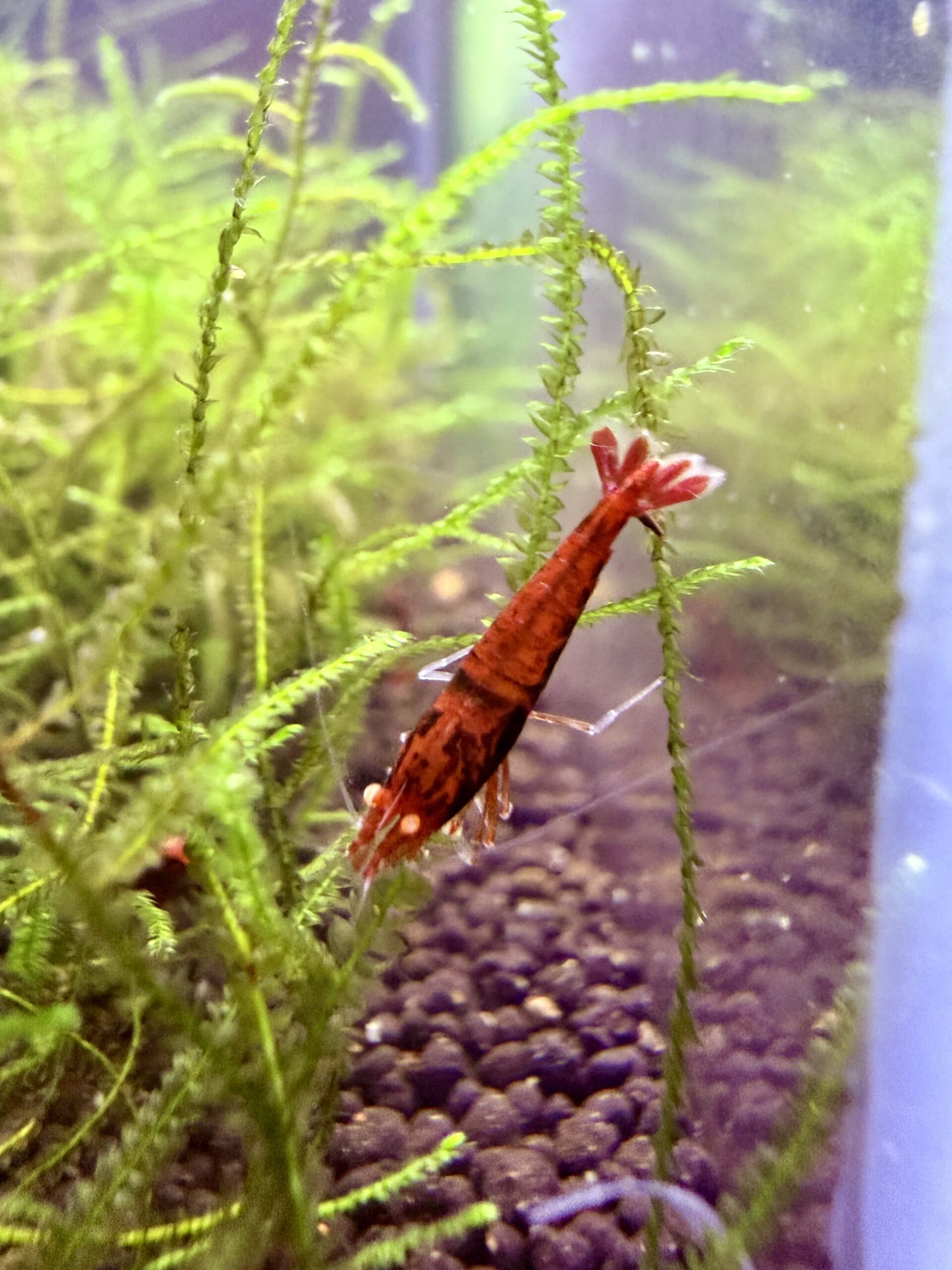 OE Red Devil (OE RKK Extreme) Caridina shrimp, photo 7