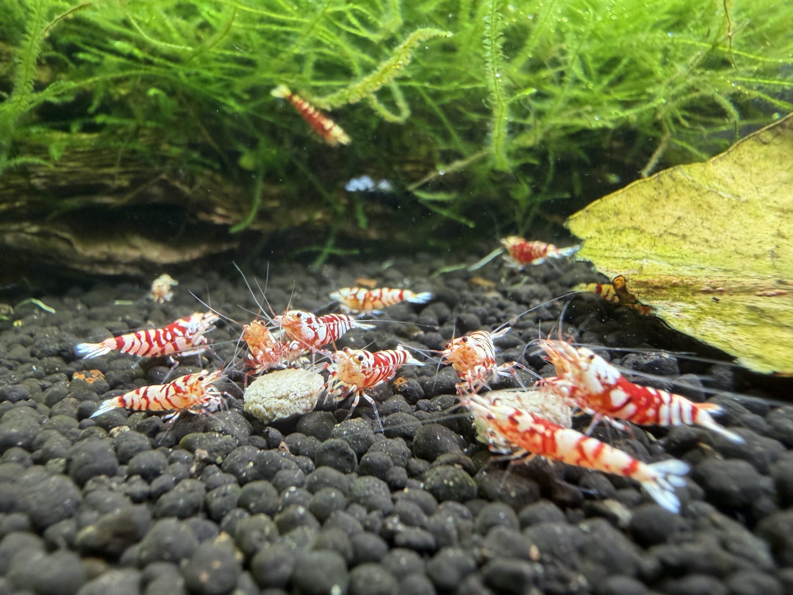 Red Fancy Tiger Caridina shrimp, photo 3