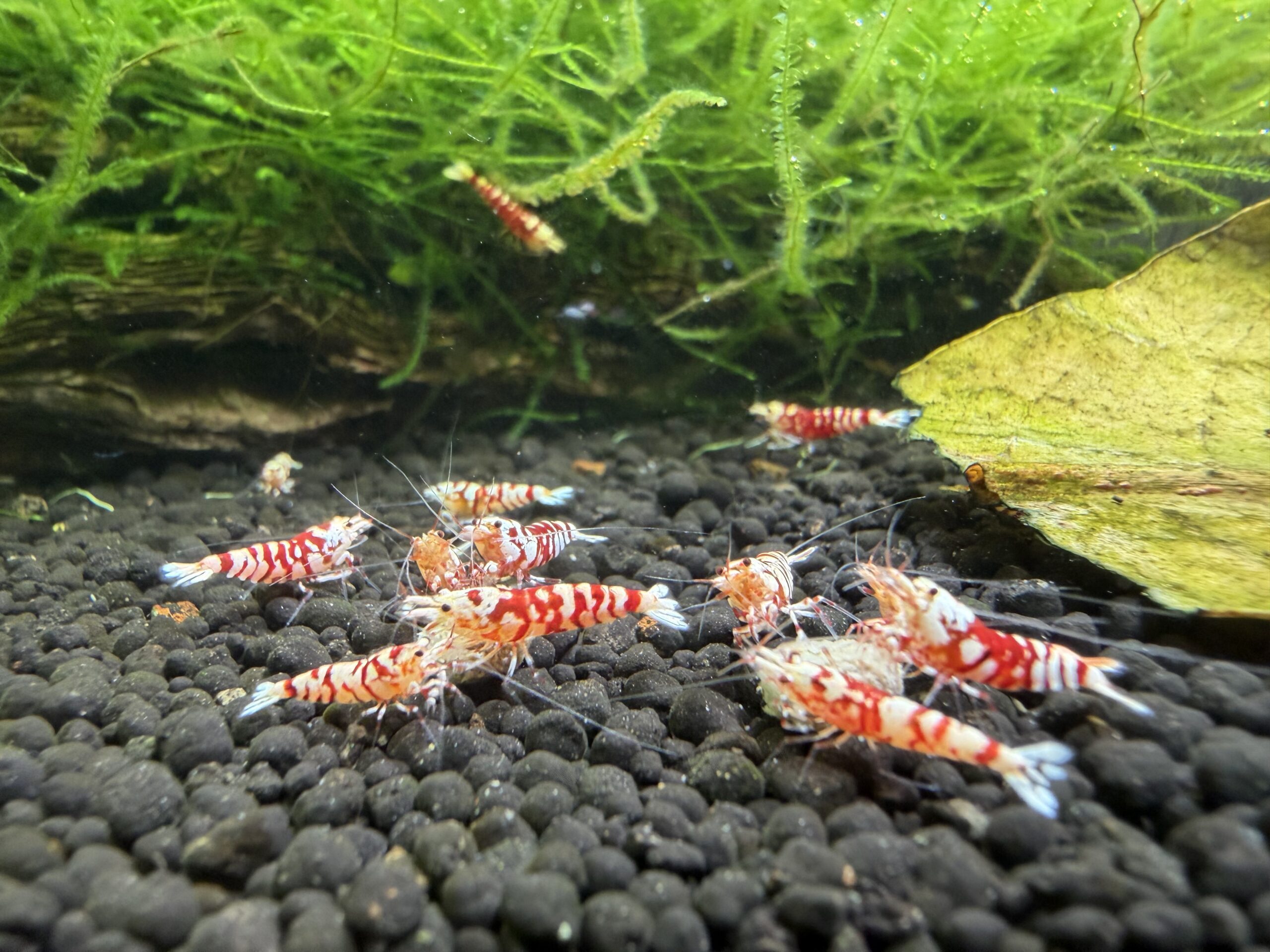 Red Fancy Tiger Caridina shrimp, photo 12