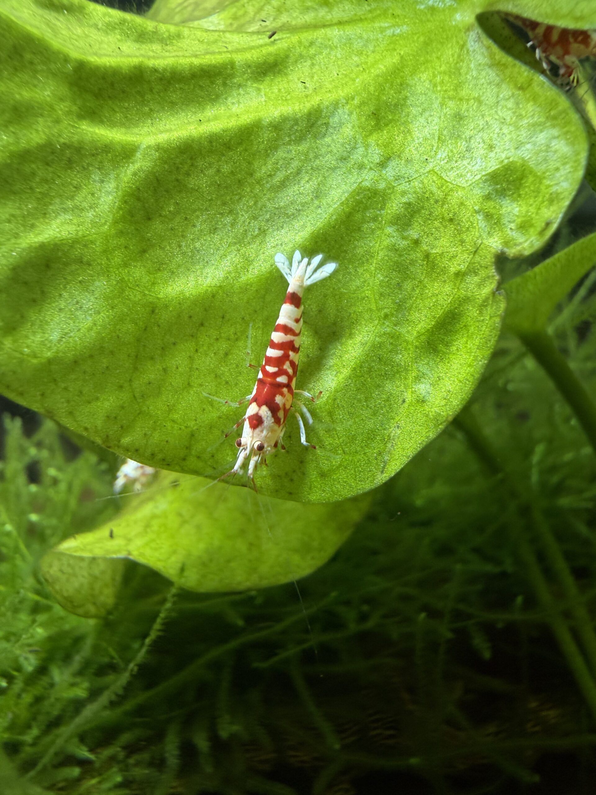 Red Fancy Tiger Caridina shrimp, photo 2
