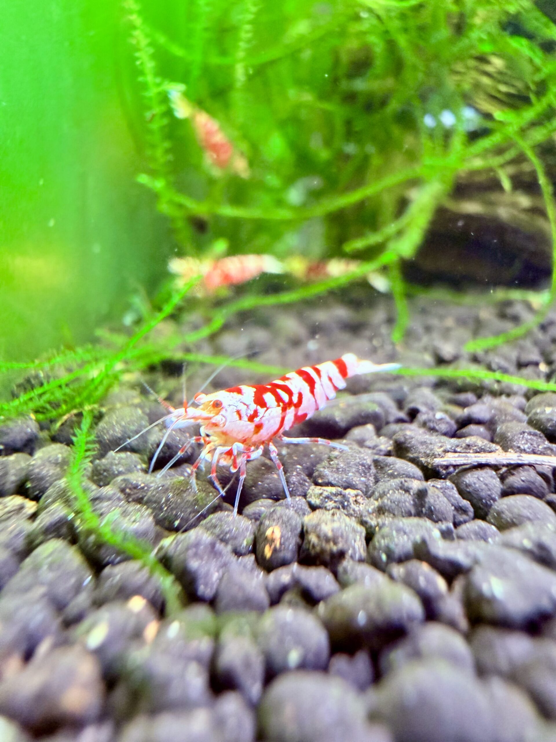 Red Fancy Tiger Caridina shrimp, photo 8