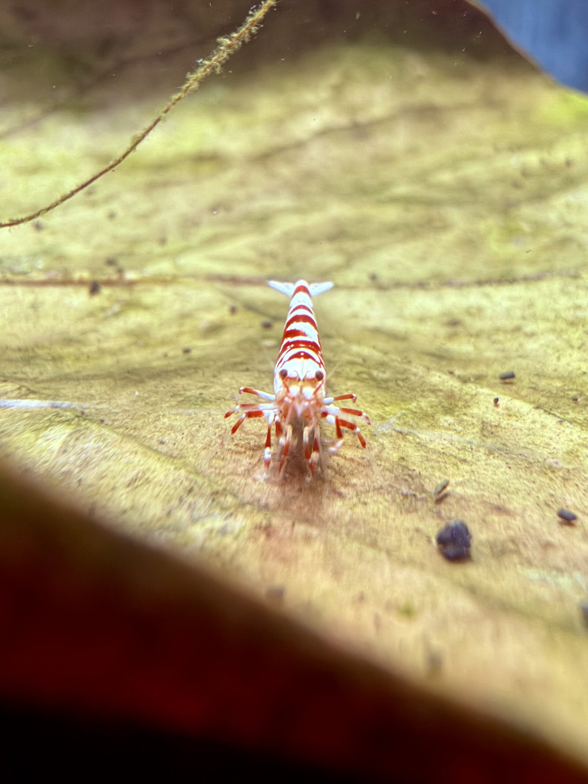 Red Fancy Tiger Caridina shrimp, photo 6