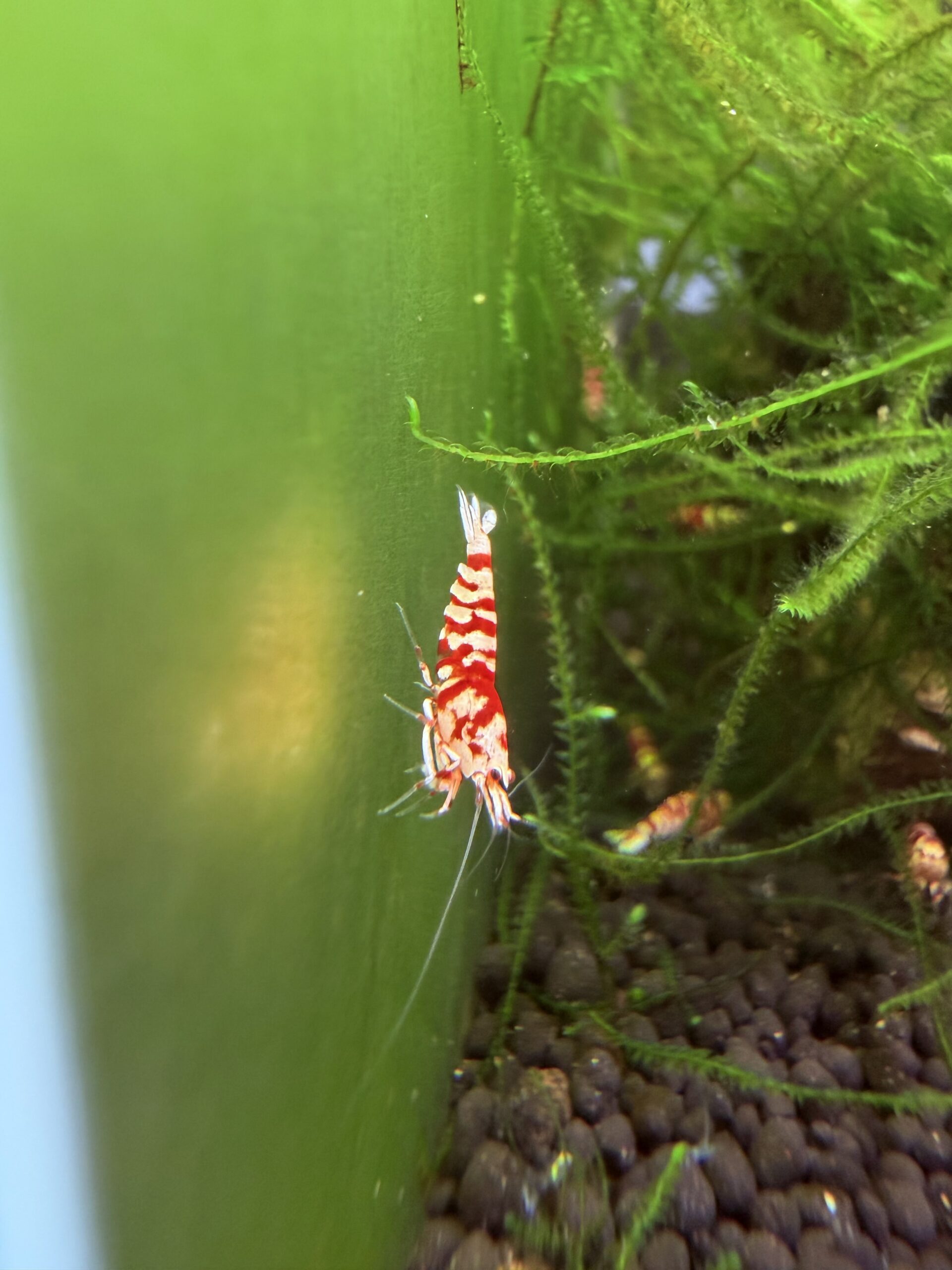 Red Fancy Tiger Caridina shrimp, photo 7