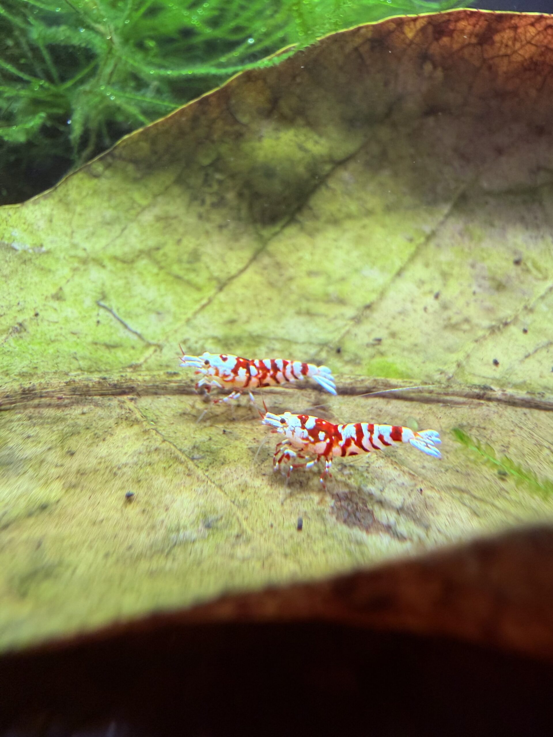 Red Fancy Tiger Caridina shrimp, photo 9