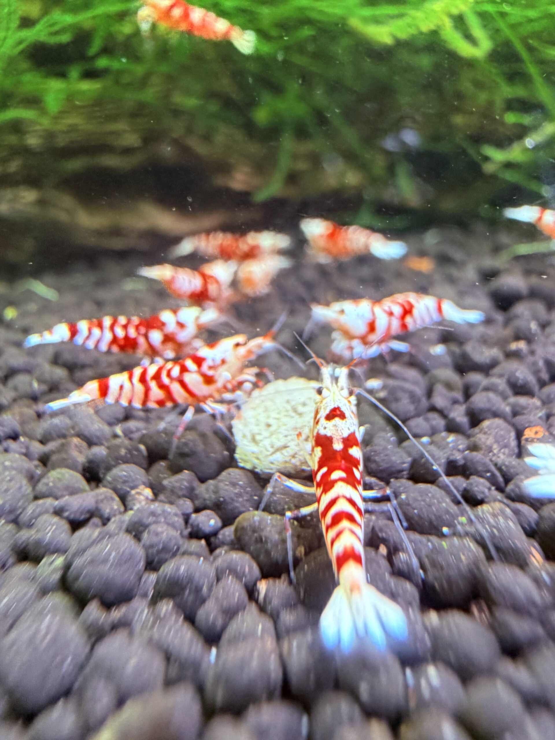 Red Fancy Tiger Caridina shrimp