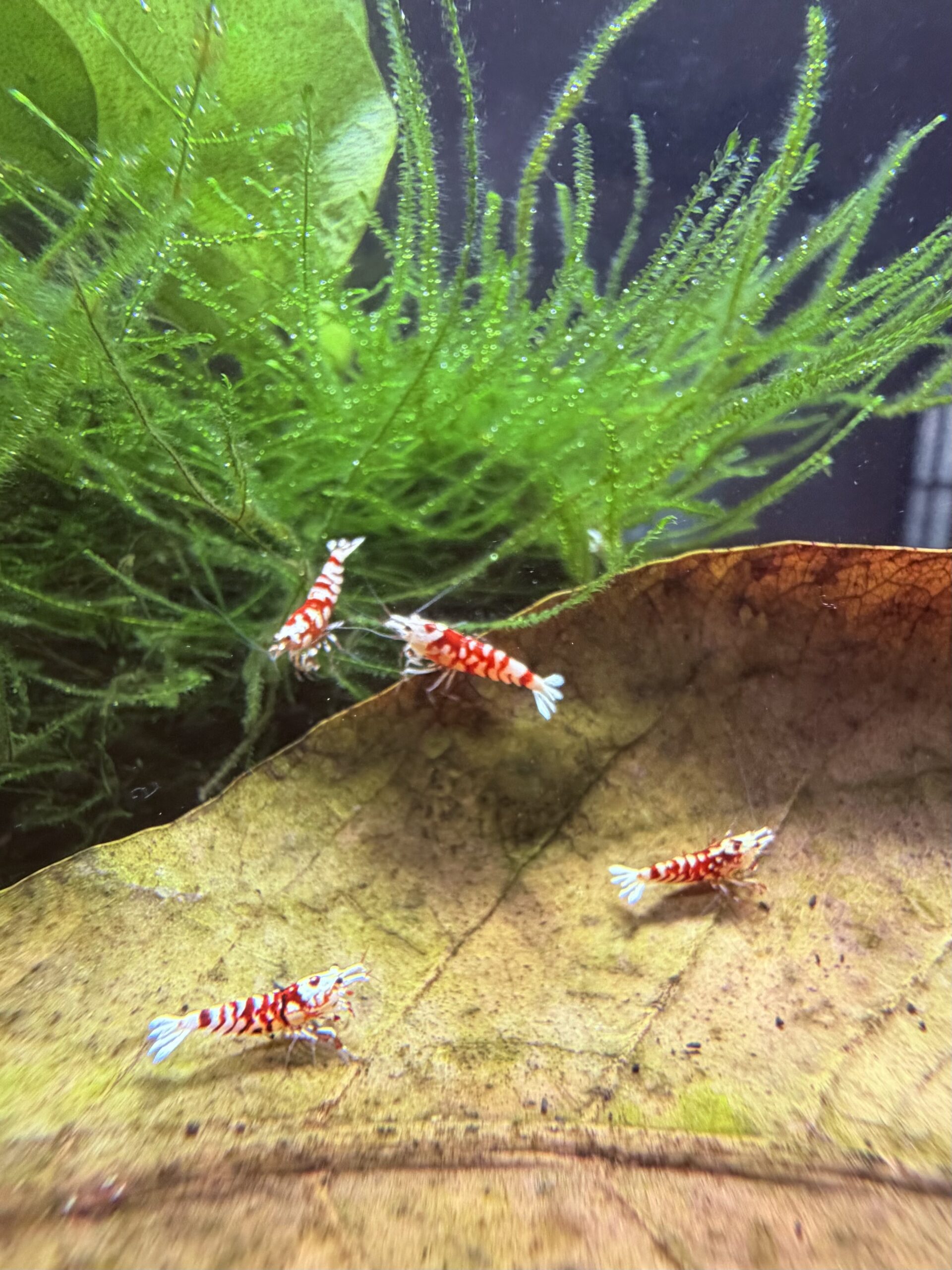 Red Fancy Tiger Caridina shrimp, photo 13
