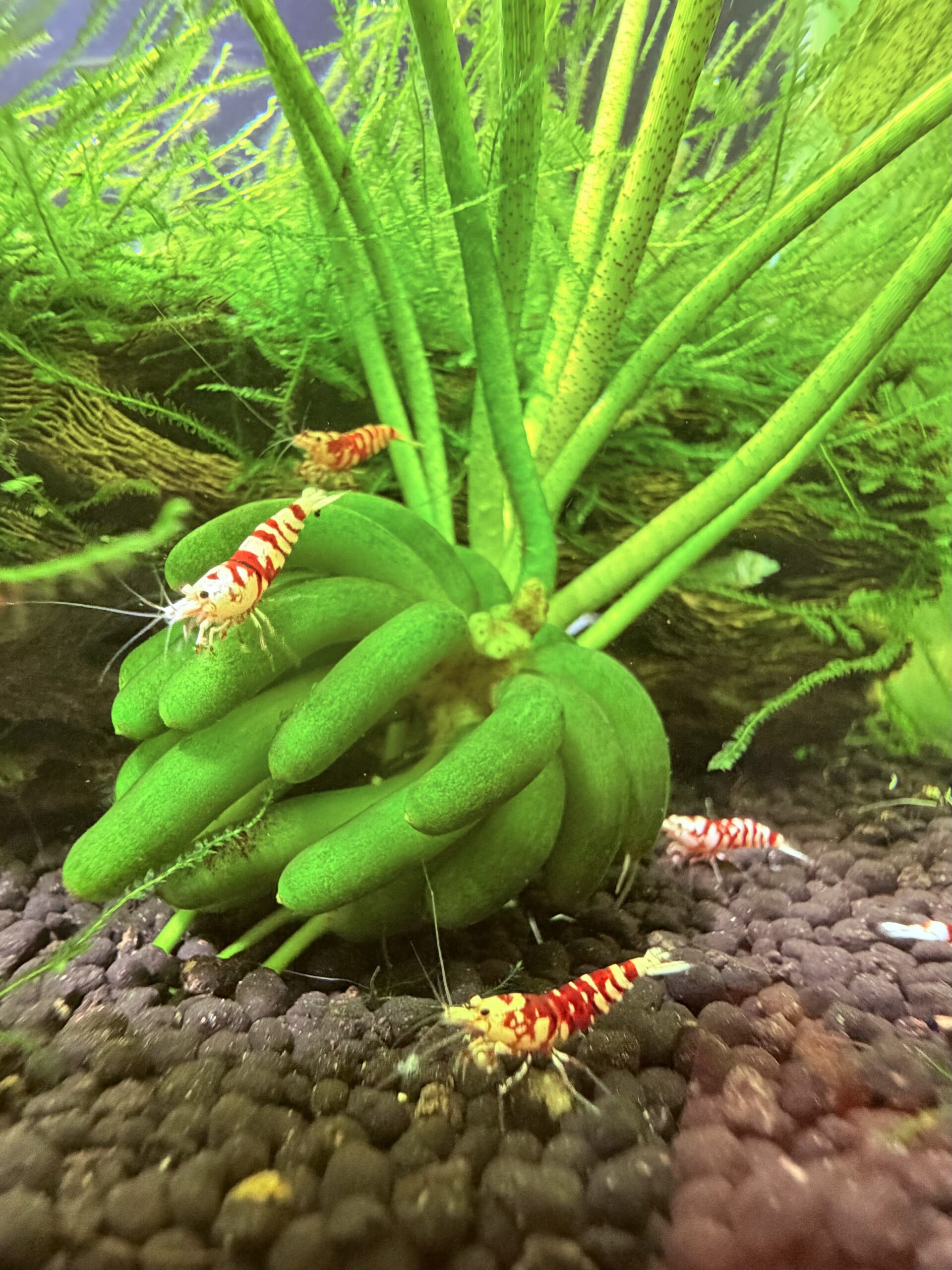Red Fancy Tiger Caridina shrimp, photo 10