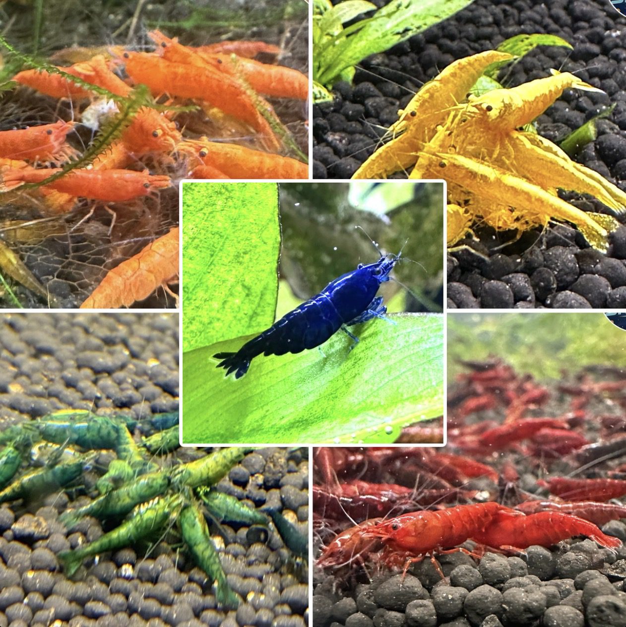 Pick 3 Neocaridina Color Bundle - Image 2