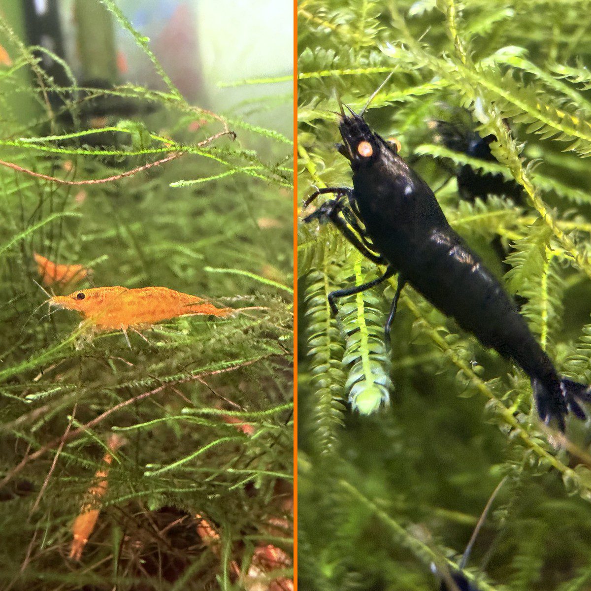 Pumpkin and Black Devil Halloween Pack: Orange Sunkist and OE Black Devil shrimp